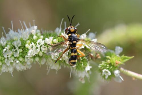 Réf. 195 371 : Conops silaceus